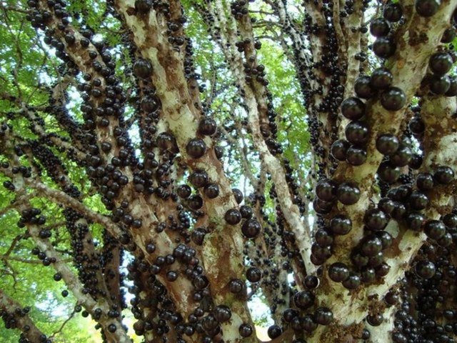 Jabuticaba, dünyada gövdesinden meyve veren tek ağaçtır, meyveleri bu ilginç ağacın gövdelerinden çıkıyor.  -  -
