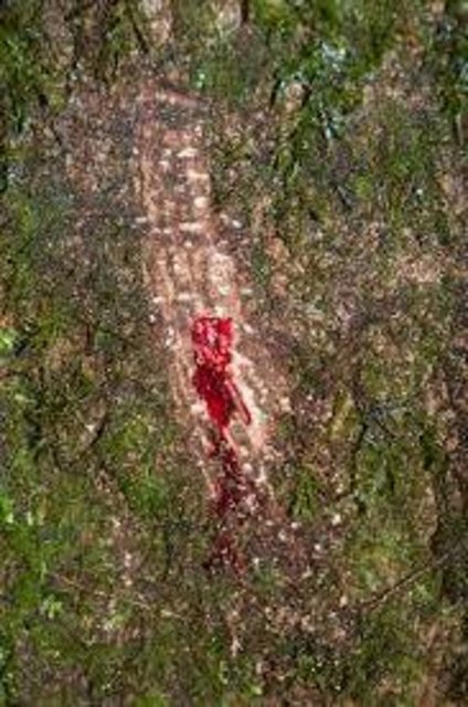 Ejderha Kanın çok yüksek "Antioksidan" özellikleri keşif edildikten sonra kozmetik sektörü bu reçineyi daha derin araştırıp cilt için çok daha fazla mucizevi etkisinin olduğunu görmüştür.