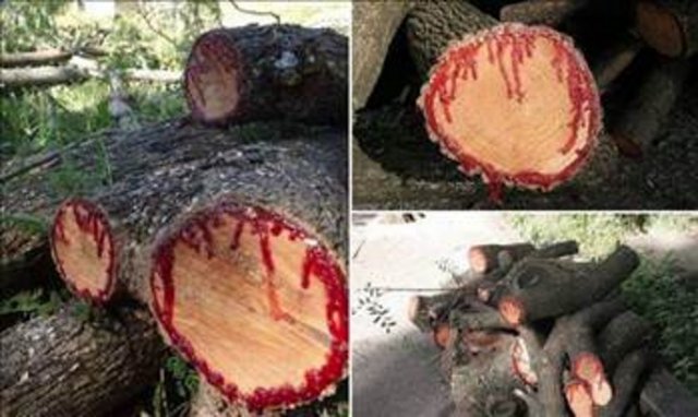 Ejderha Kanı bileşenlerinden olan Protoancianidinas Alkoloid bilinen C vitamininden 20 kat, E vitamininden 50 kat daha tesirli olması bu reçineyi mükemmel doğal bir anti-aging maddesi yapmakta.  -