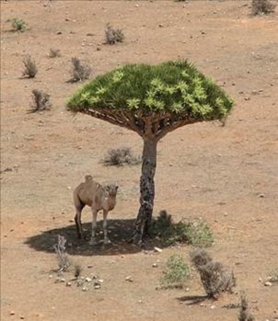 EN DEĞERLİ AĞAÇEjderha Kanı uzun yüzyıllardan beri değişik kıtalar arasında takas ve ticari olarak değişimlere konu olmuştur.