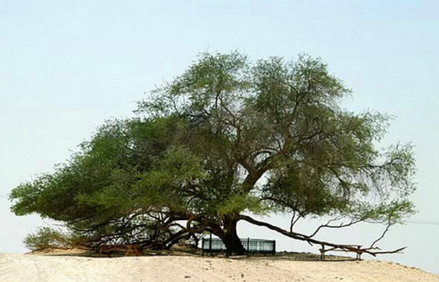 Yaşam Ağacı, Bahreyn. Bilinen en derin kök sistemine sahip ağaçlardan biri