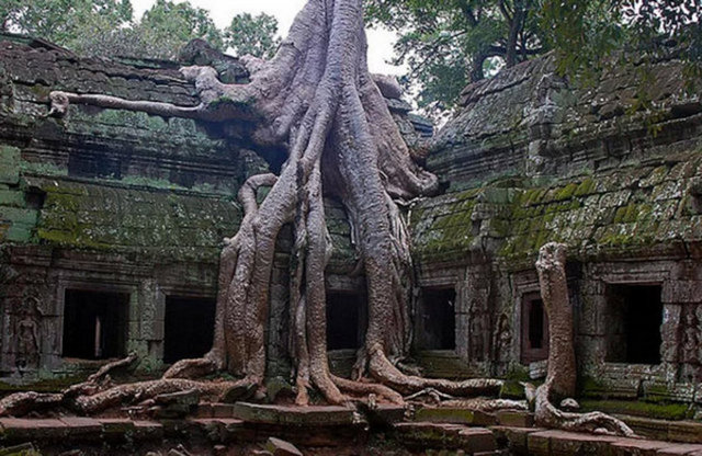 Silk Cotton Ağacı, Kamboçya