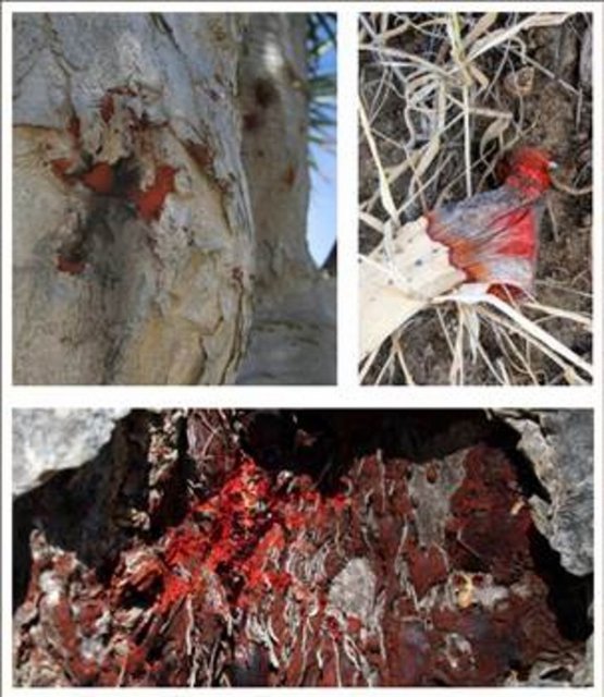 KÖTÜ RUHLAR İÇİN KULLANMIŞLAR - Kırmızı renkli özsıvıları, yerel insanlar tarafından, ev kapılarına sürülerek, kötü ruhların girmesinin önlenmesi için kullanılmıştır.