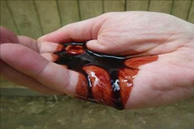 Son yıllarda yapılan araştırmalar bu reçinenin değerli bir kozmetik maddesi olduğunu kanıtlamıştır.