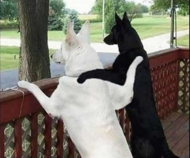 Kanki - Erkekler arasında yaygınlaşan Kanka söylemi kızlı erkekli arkadaş gruplarında kankiliğe doğru yol almıştır. Cinsiyetler arası kankardeşliğin yolunu açan kankilik, şirin sevecen insanlar arasında yaygın olarak kullanılmaktadır.