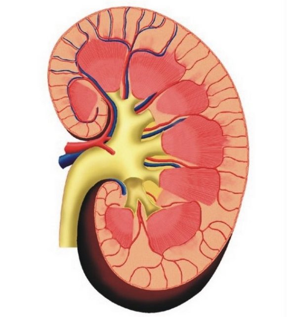 Böbrekler kanı günde 300 keze kadar filtreliyor