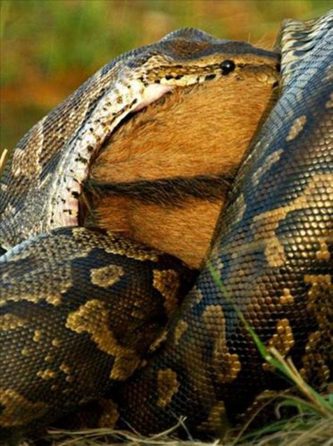 Piton, önce afrika antilobunu boğarak öldürüyor.