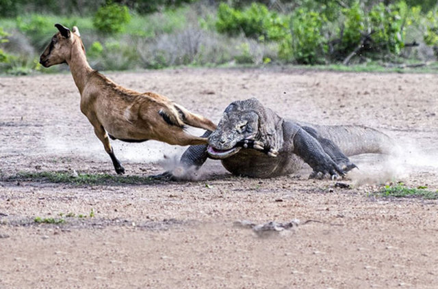 İşte iki komodo ejderiyle karşı karşıya gelen keçinin zor anları...