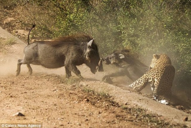 Fakat anne domuz pes etmeyince, yavrusunu leoparın dişlerinden kutarmayı başardı.