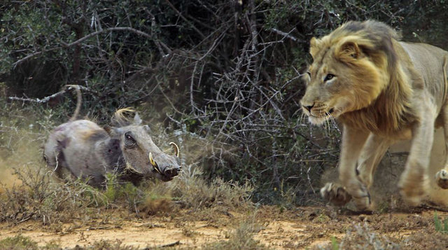 Bu fotoğraflar Güney Afrika'da Dr Trix Jonker tarafından çekildi...
