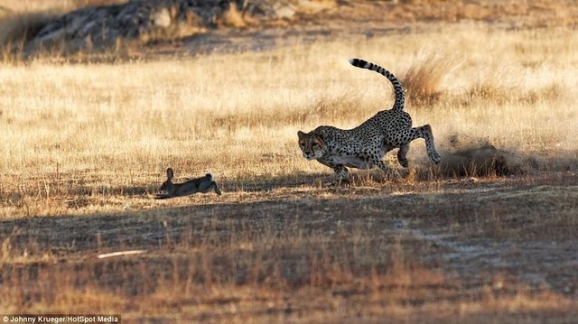 Tavşanın yaşam mücadelesi Afrika'ya safariye giden 52 yaşındaki Johnny Krueger, eşi görülmedik bir kovalamacaya tanık oldu...