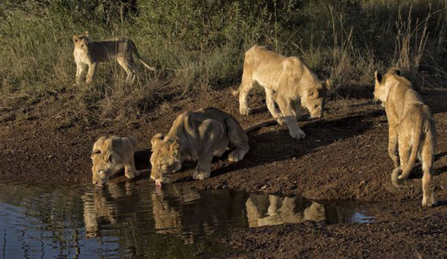 Yaban hayatı fotoğrafçısı Kathleen Reeder Güney Afrika'da aslanları izlerken ilginç bir anı yakaladı.