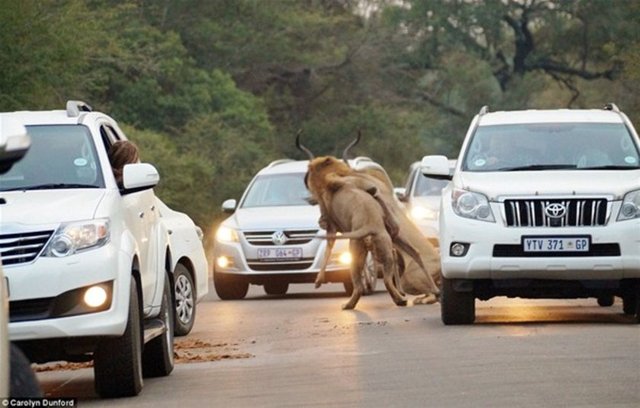 An be an fotoğraflanan aslan avı, 2 milyon hektarlık dev parkın H1 yolunda gerçekleşti.
