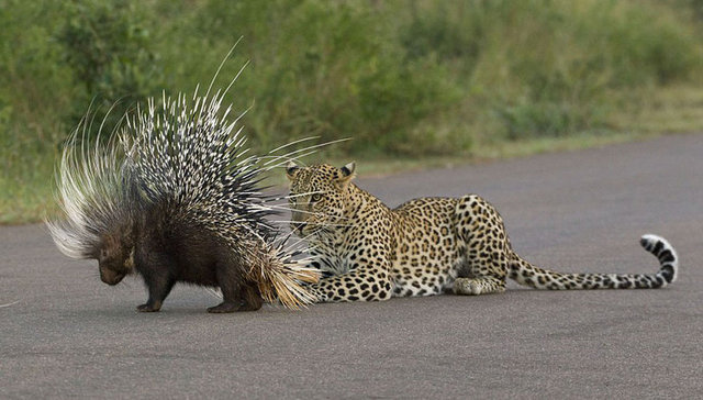Leoparın kendisine yaklaştığını fark eden kirpi, savunmaya geçiyor ve onu yanından uzaklaştırmak için her yolu deniyor....