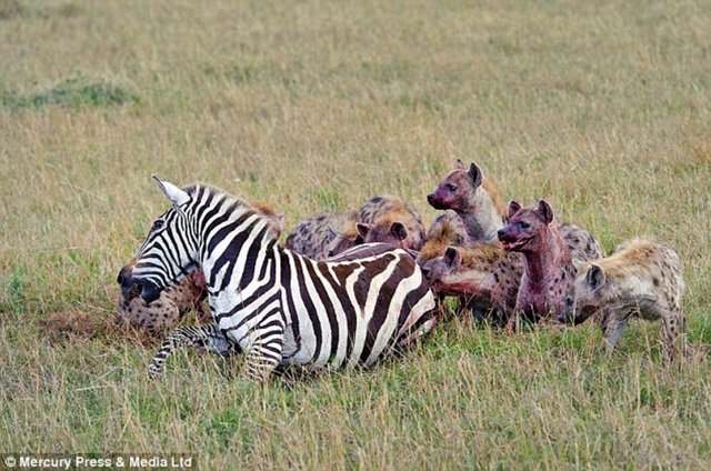 Birden bire 20 sırtlanın arasında kalan zavallı zebra kaçamayınca aç sırtlanlara yem oldu...