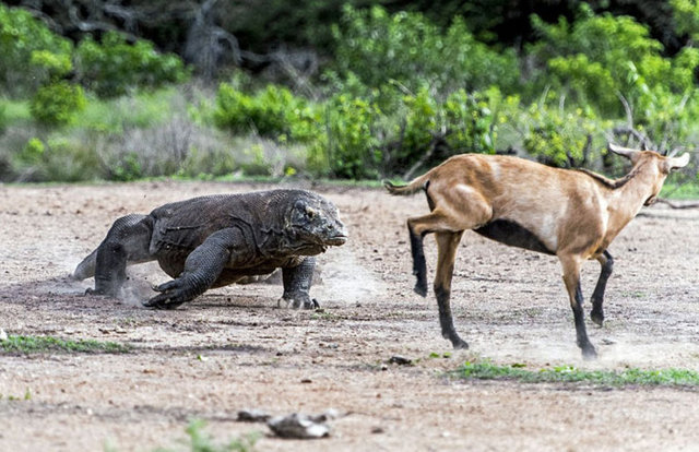 KEÇİNİN ZOR ANLARI! - Endonezya'da çekilen bu görüntülerde Komodo ejderleri, başına geleceklerden habersiz bir keçiyi gafil avlıyor.
