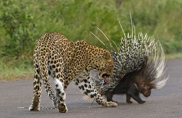 LEOPARLA KİRPİNİN SAVAŞIGüney Afrika'da görev yapan 26 yaşındaki fotoğrafçı Craig Schraibman, bir erkek leoparın kirpiyi akşam yemeği olarak gözüne kestirme anlarını kare kare işte böyle görüntüledi...