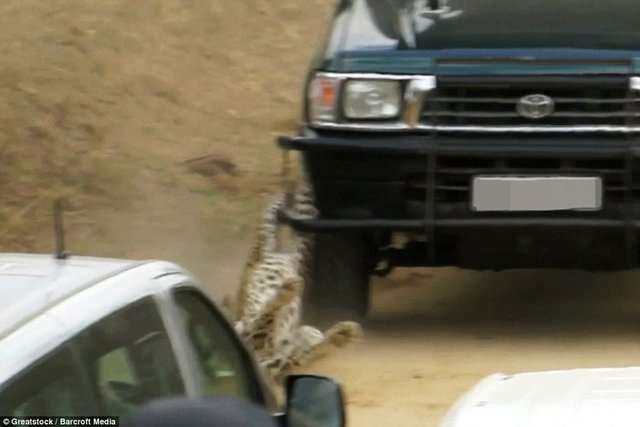 Leopardan kaçmak isteyen turist aracı ani bir hareket yaptı ve leopar aracın altında kaldı.