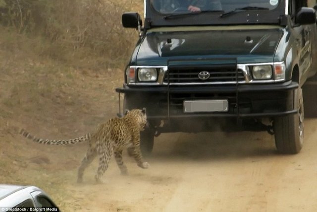 İngiliz turist grup safariye çıktığı sırada leopar tarafından saldırıya uğradı.
