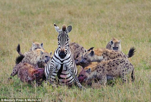 Bu trajik olay Kenya'nın Massai Mara bölgesinde yaşandı...