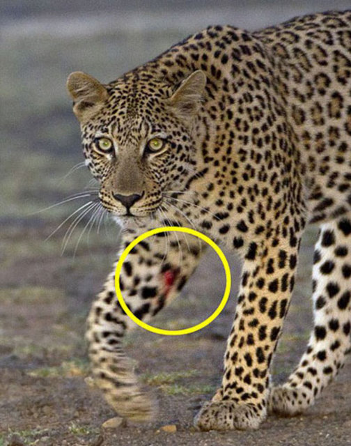 İşte leoparın kirpiyle girdiği mücadelede aldığı darbe.