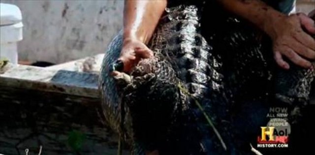 Ancak 320 kiloluk bu devi yaralayan timsahı düşünmek bile istemediklerini belirttiler.
