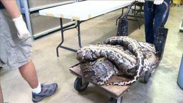 Florida Üniversitesi'nde görevli araştırmacılar tarafından otopsi yapılmak üzere hazırlanan 3 metrelik piton masaya bile zor sığdı.