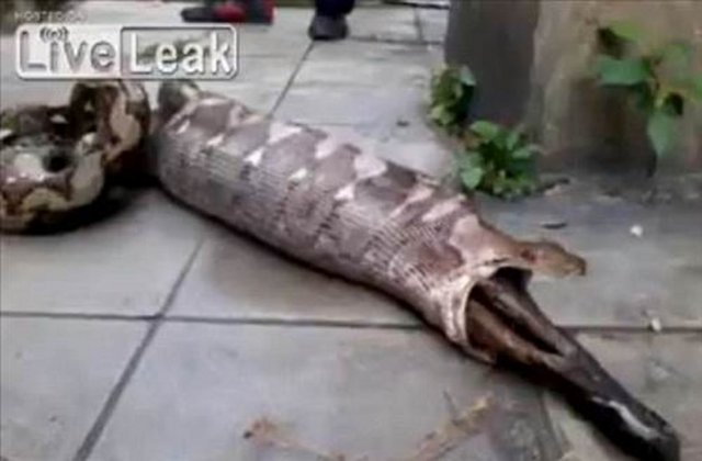 Burma Pitonunun ağzından sapasağlam bir köpek çıkardığını görenler, bu manzara karşısında şaşkınlıklarını gizleyemediler.