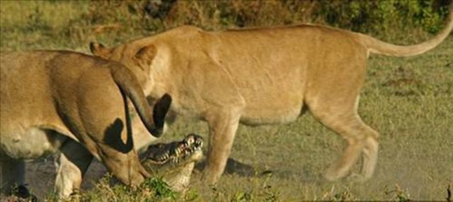 Olay anını görüntüleyen turist Tony Goldman "Aslanlar kocaman bir buffaloyu yedikten sonra timsaha saldırdı" dedi