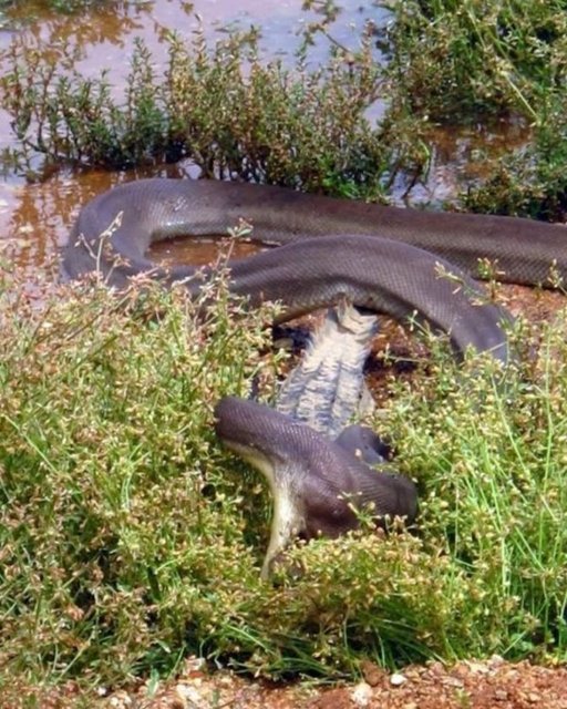 Timsah ne kadar çırpınıp kurtulmaya çalışsa da ölüm savaşından piton yılanı galip geldi.
