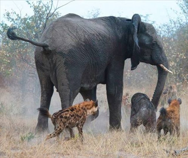 Botswana'da çekilen bu fotoğraflar, tam 18 sırtlanın saldırısına uğrayan yavrusunu kurtarmaya çalışan anne filin dramatik mücadelesini yansıtıyor.