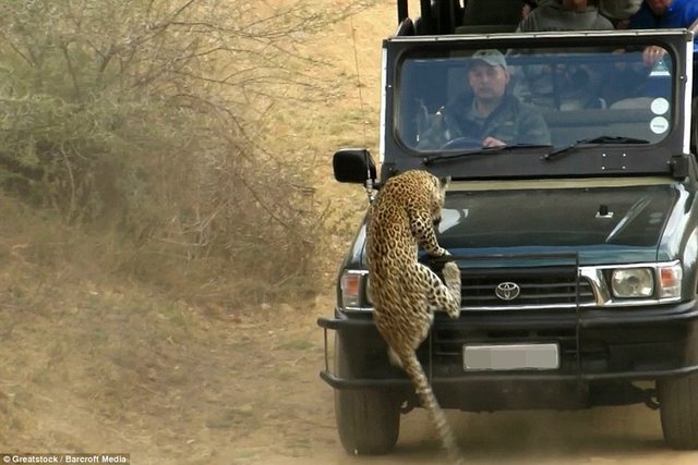 13 yaşındaki bir turist tarafından çekilen görüntülerde araçlar leoparın elinden kurtulmak için defalarca kez üstünden geçti.