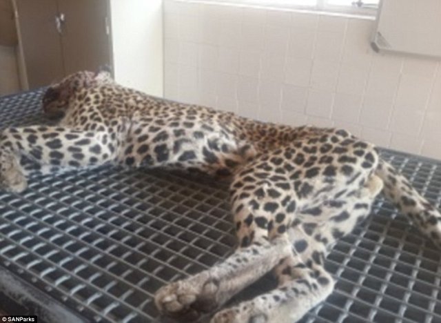 Sonunda leoparın ağır yaralanmasıyla sonlanan olayın ardından safariye katılanlar yırtıcı hayvanı hemen bir veterinere götürdü.