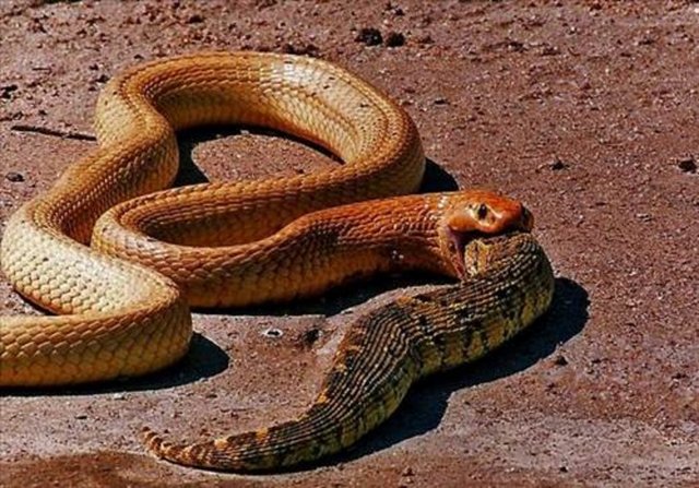 Heymans bir cobra yılanının su birikintilerinin içinde yakaladığı başka bir yılanı yutma anlarını işte böyle görüntüledi.