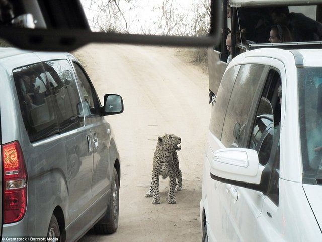 Leoparın bu fotoğrafı olay gerçekleşmeden yarım saat önce çekilmişti.