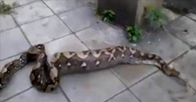 Büyüklükleri 9 metreye kadar çıkabilen ve bazıları 100 kilo olan Burma Pitonu, bir köpeği hiç parçalamadan sapsağlam bir şekilde yutup tekrar aynı şekilde midesinden çıkardı.