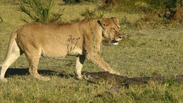 Güney Afrika ülkesi Botswana'da bir aslan yavrusuna saldıran timsahın sonu kötü oldu. Haberi İngiliz Daily Mail gazetesi "Bana dokunma bebeğim" başlığıyla verdi.