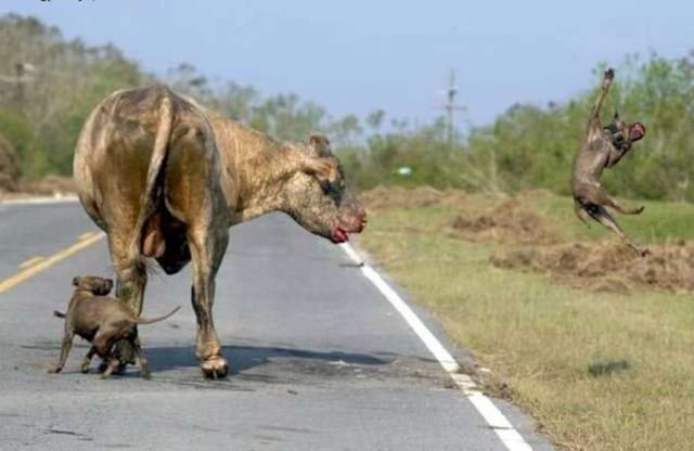 Kafa darbesiyle pitbullun birini etkisiz hale getiren boğa diğer köpeğin kendine arkadan yaklaşmasını bekliyor. Pitbull boğayı tam ısırma anında boğa bu kez tekmesini kullanıyor ve Pitbull bir kuş gibi havalarda süzülüyor...