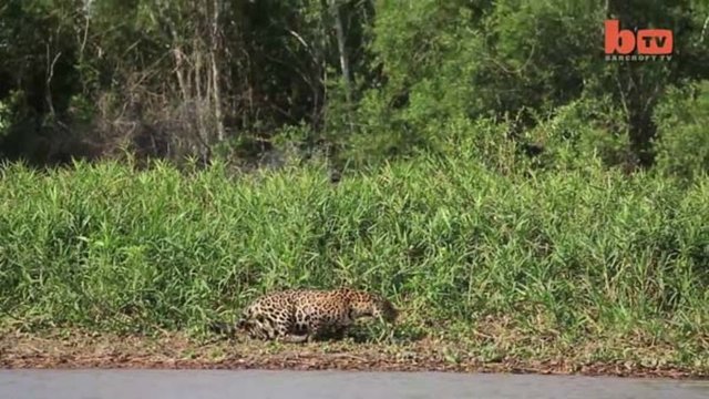 JAGUARIN KORKUNÇ TİMSAH AVI! - Güney Amerika'da bir jaguar suya atlayarak dev timsahı avladı.