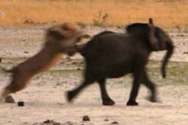 Zimbabve Hwange Milli Parkı'nda su içen filin etrafını çeviren aslanlar yere indirdikleri fili parçaladı.
