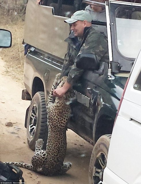 Leopar, 38 yaşındaki İngiliz turist rehberi Curtis Plumb'un kolunu ısırdı. Kolunda derin kesik ve ısırıklar oluşan rehberi kurtarmak isteyen arkadaşları leopara çeşitli eşyalar fırlattı.