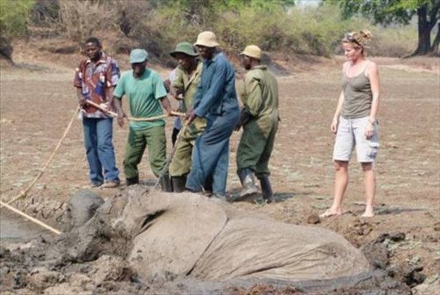 Zambia'da bulunan Kapani Gölü düzlüklerinde görev yapan doğal hayatı koruma görevlilerinin müdahele etmeden önce, ait oldukları fil sürüsü anne fil ve yavrusunu kurtarmaya çalıştı.