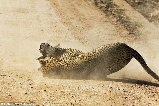 ANNESİ YARDIMINA KOŞTU! - Bu fotoğraflar Güney Afrika'nın Kruger Ulusal Parkı'nda çekildi. Yavru yaban domuzunu yakalayan leoparın sevinci, domuzun annesinin gelmesiyle kısa sürdü.