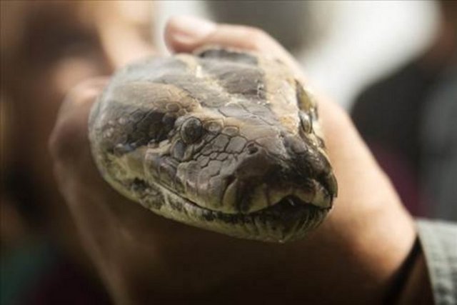 ABD'nin Florida eyaletinde 14.5 kiloluk Burma pitonu yakalandı.