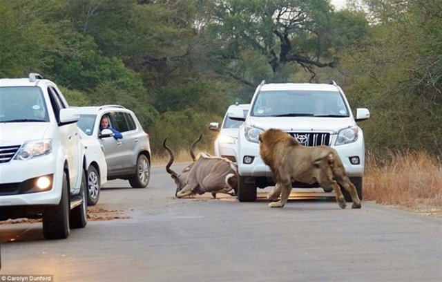 OTOYOLDA ASLAN DEHŞETİ! - Güney Afrika'da bulunan Kruger Ulusal Parkı'nda iki dişi aslan araçların arasında bir kuduyu parçalayarak yedi.