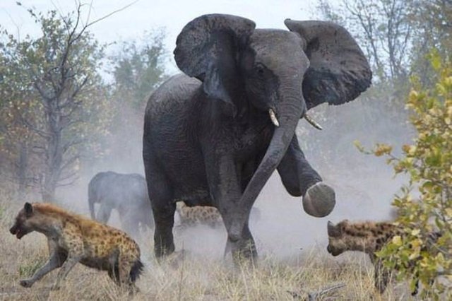 Botswana'da çekilen bu fotoğraflar, tam 18 sırtlanın saldırısına uğrayan yavrusunu kurtarmaya çalışan anne filin dramatik mücadelesini yansıtıyor.