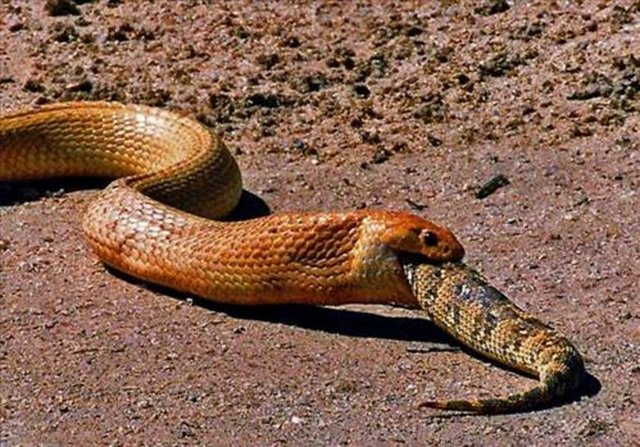 Bir piton yılanının yaptığı şey görenleri şaşkına çevirdi.