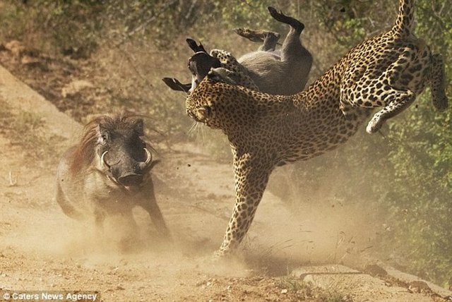 Birden saldırıya uğrayan leopar, avını bırakmamak için uzun süre direndi.