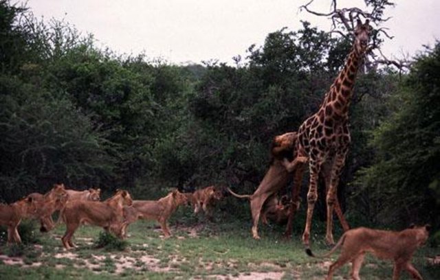 Ormanların vahşi hayvanı aslanlarr zürafa afı National Geographic tarafından kare kare görüntülendi. Aslan gözüne kestirdiği dev zürafayı yakalamak için böyle hamle yapıyor.