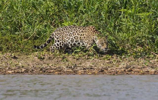 Jaguar, timsahı böyle yediGüney Afrika'da çekilen bu kareler doğanın ne kadar vahşi olduğunu gösteriyor.